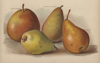 Gansels Bergamot, Van Mons Leon le Clerc, Portugal Quince, Durondeau by English School